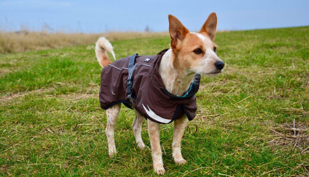 Kleiner Hund, der im Hundemantel auf einer grünen Wiese steht und in die Ferne schaut